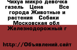 Чихуа микро девочка газель › Цена ­ 65 - Все города Животные и растения » Собаки   . Московская обл.,Железнодорожный г.